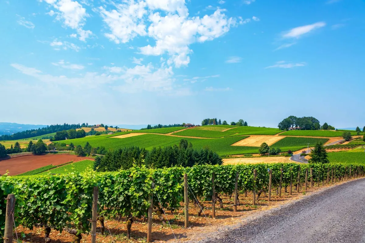 A panoramic view showcases vineyards undulating across hills beneath a clear blue sky. The open, natural landscape hints at wine tasting events, walking tours, and seasonal harvests, inviting guests to immerse themselves in the region's wine culture.